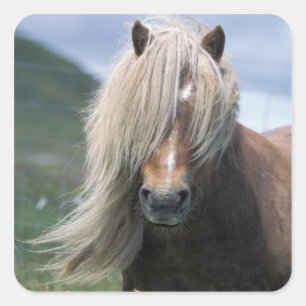 UK, Scotland, Shetland Islands, Shetland pony Vierkante Sticker