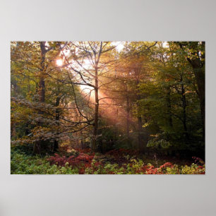 UK. Woud van Dean. Zonnestraal die een Poster