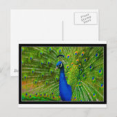 ultieme pauw.jpg briefkaart (Voorkant / Achterkant)