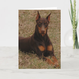 Ultimate Guard hond Kaart