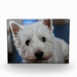 Ultra Cute Pestie Westie Terrier Fotoblokken