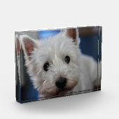 Ultra Cute Pestie Westie Terrier Fotoblokken (Links)