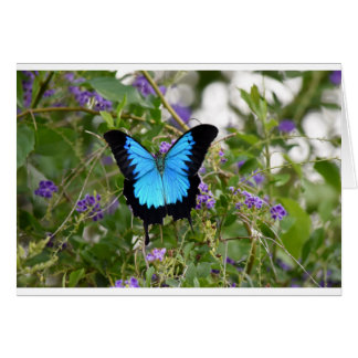ULYSSES BUTTERFKY RURAL QUEENSLAND AUSTRALIE