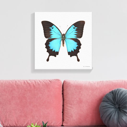 Ulysses Butterfly Canvas Afdruk (Insitu (Woonkamer))