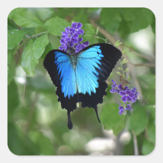 ULYSSES BUTTERFLY LANDELIJK QUEENSLAND AUSTRALIË VIERKANTE STICKER