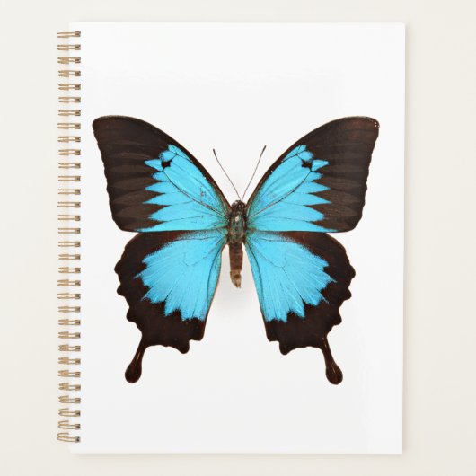 Ulysses Butterfly Planner (Voorkant)