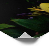 Uma alamanda poster (Hoek)