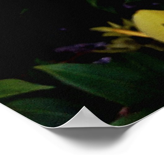 Uma alamanda poster (Hoek)