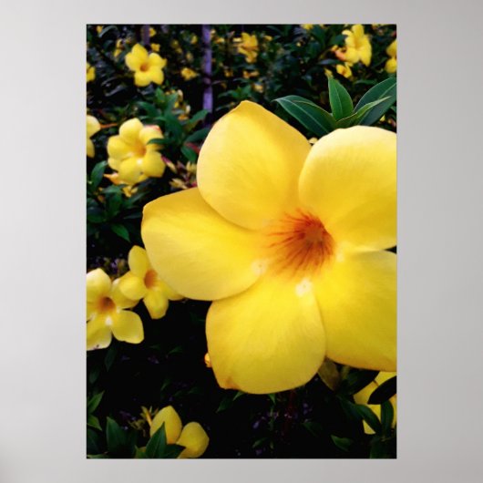 Uma alamanda poster (Voorkant)