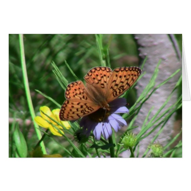 Umatilla Oregon Insects / Arachnids Bugs Fauna (Voorkant Horizontaal)