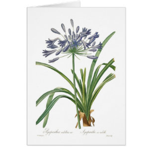 Umbellatus d'Agapanthus