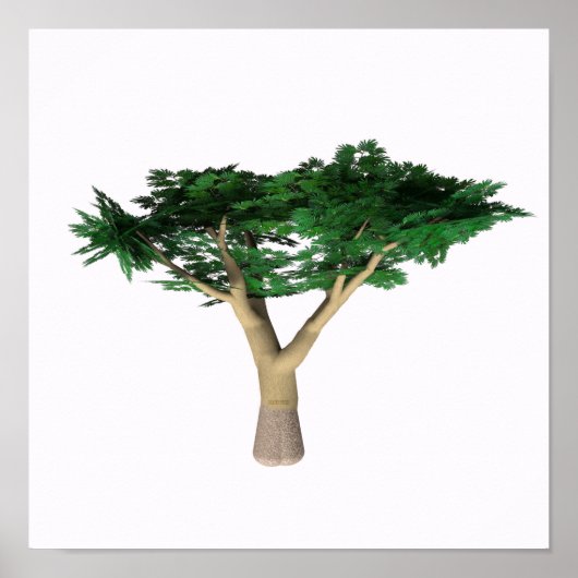 Umbrella Acacia Tree Poster (Voorkant)