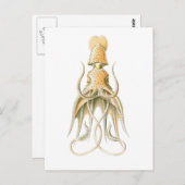Umbrella Squid Briefkaart (Voorkant / Achterkant)