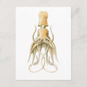 Umbrella Squid Briefkaart