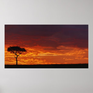 Umbrella Thorn Acacia, Acacia tortilis, 2 Poster