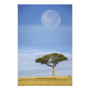 Umbrella Thorn Acacia, Acacia tortilis, and Foto Afdruk