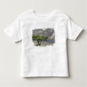 Umbrella Thorn Acacia, Acacia tortilis en 2 Kinder Shirts