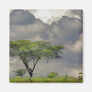 Umbrella Thorn Acacia, Acacia tortilis, en 2 Magneet