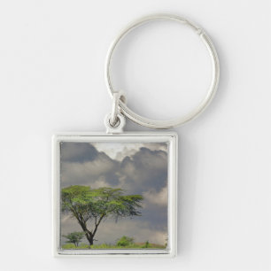 Umbrella Thorn Acacia, Acacia tortilis en 2 Sleutelhanger