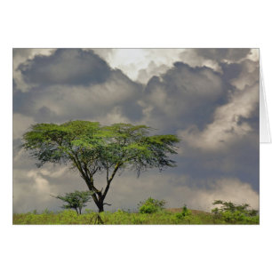 Umbrella Thorn Acacia, Acacia tortilis et 2