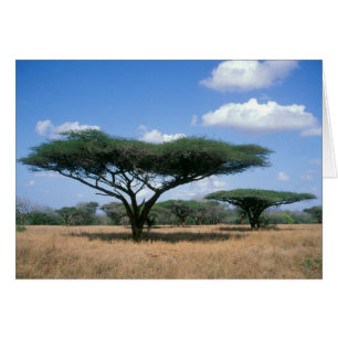 Umbrella Thorn Acacia (Acacia tortilis), Mkuze