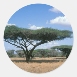 Umbrella Thorn Acacia (Acacia tortilis), Mkuze Ronde Sticker