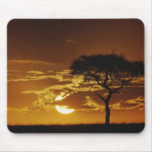 Umbrella Thorn Acacia, Acacia tortilis Muismat