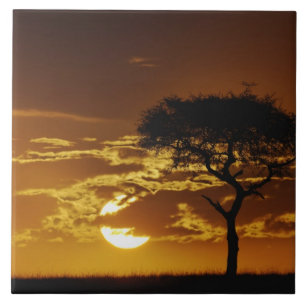 Umbrella Thorn Acacia, Acacia tortilis Tegeltje