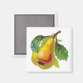 Un aimant à poires (Recto/Verso)