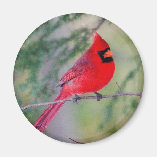 Un aimant cardinal nordique lumineux (Devant)