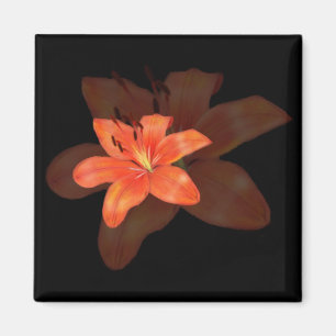 Un aimant Lily solitaire