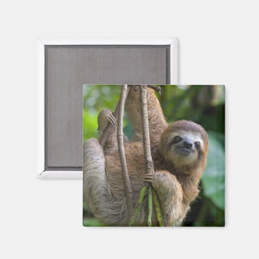 Un aimant paresseux (Recto/Verso)