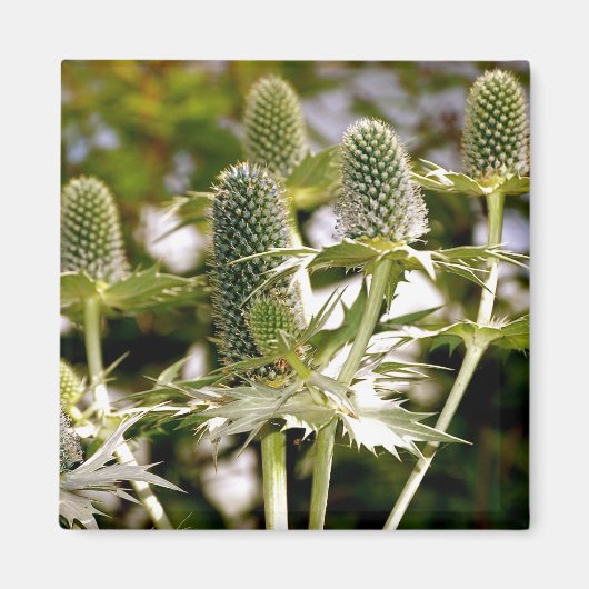 Un autre aimant Plante Cool (Devant)