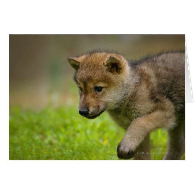 Un bébé loup (Devant horizontal)