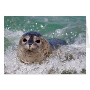 Un bébé phoque surfant