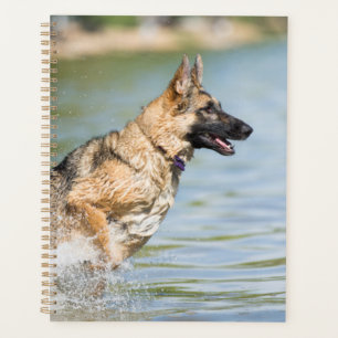 Un Berger Allemand Saute Dans L'Eau