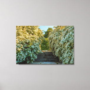 un buisson de fleurs d'araignée blanche sur toile