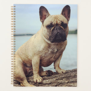Un Bulldog français