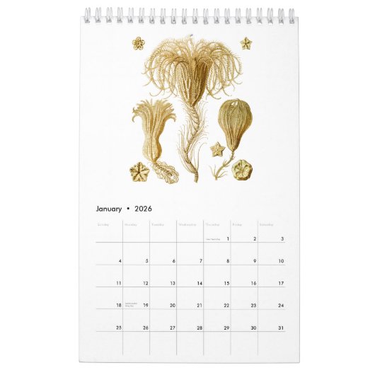 Un calendrier de quelques dessins d'Ernst Haeckel (Jan 2026)