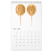 Un calendrier de quelques dessins d'Ernst Haeckel (Mar 2026)