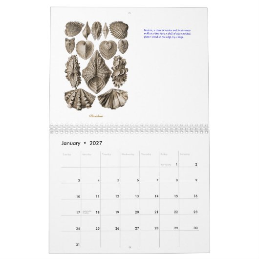 Un calendrier des dessins de coquille d'Ernst (Jan 2027)