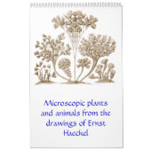 Un calendrier des dessins d'Ernst Haeckel. (Protection)