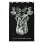 Un calendrier des dessins d'Ernst Haeckel (Protection)