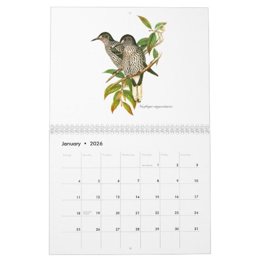 Un calendrier des painitings d'oiseau de John (Jan 2026)
