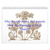 Un calendrier des plantes et des animaux (Protection)