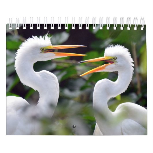 Un calendrier sauvage avec des photos de la faune (Protection)
