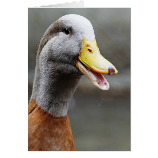 UN CANARD ÉLÉGANT