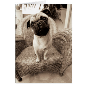 Un carlin avec sa tête intitulée au côté