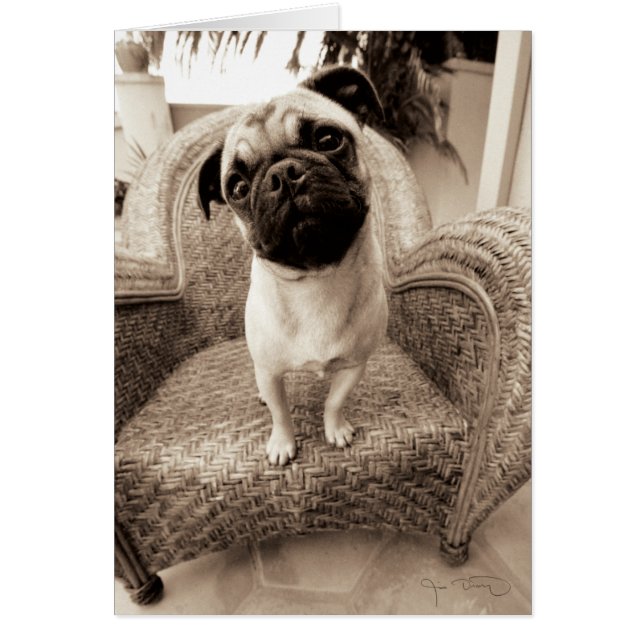 Un Carlin dont la tête est intitulée sur le côté (Devant)