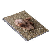Un Carnet Super Sweet Cavapoo (Côté Droit)